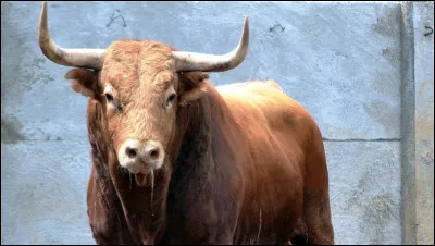 Un animal est dans un espace clos et quand on le laisse sortir, il est entouré de monde. Il essaye de percuter un homme mais n'y parvient pas et se fait mettre à terre. Il repense à la liberté, s'étonne que les gens apprécient de le voir dans cette position et espère qu'on mette fin à ses souffrances.
Qui chante cette histoire ?