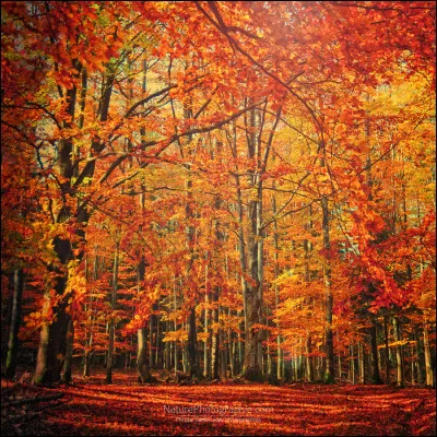 Est-ce que c'est une couleur chaude (ce peut être la couleur jaune, la rouge, la rose, la marron ou la orange) ?