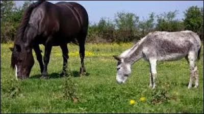 Il est l'animal préféré des Américains.