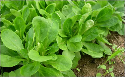 Quel livre de Bernard Lenteric est sorti en 1991 ?