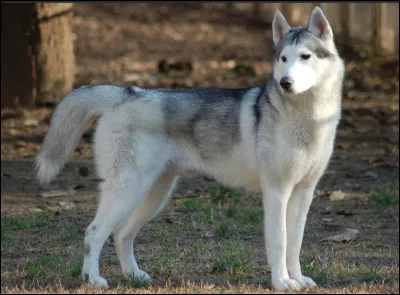 Quelle est cette race de chien en H, animal originaire de Sibérie, gentil, doux, social et très actif que l'on utilise comme chien d'attelage ?
