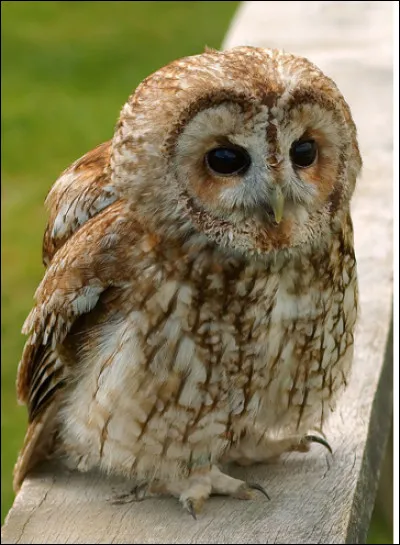 Quel est cette oiseau en H, une chouette trapue, robuste à la silhouette ronde ?