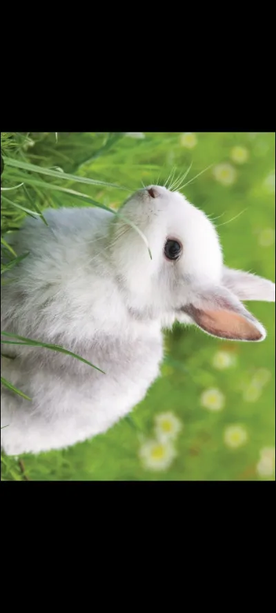 Quel est cet animal ?