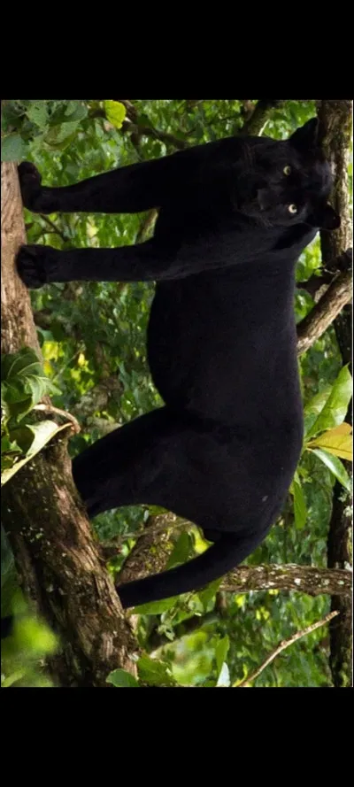 Quel est cet animal ?