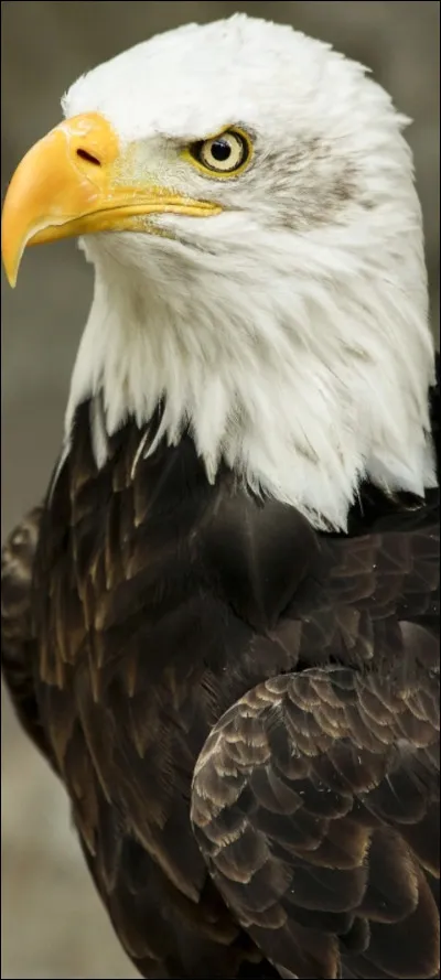 Quel est cet animal ?