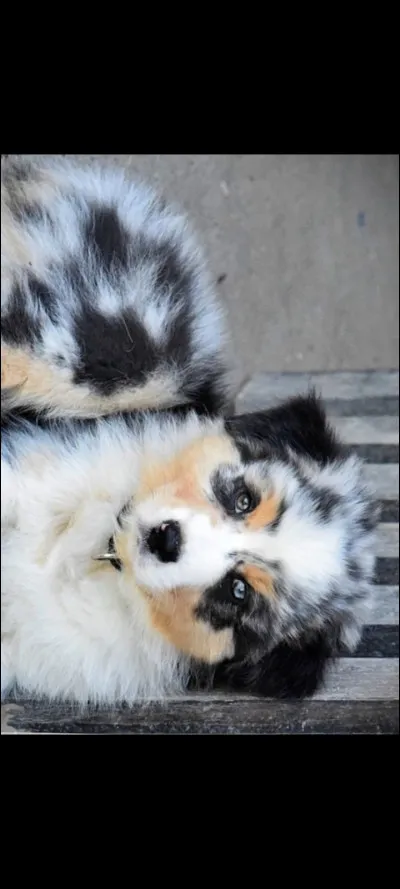 Quel est cet animal ?