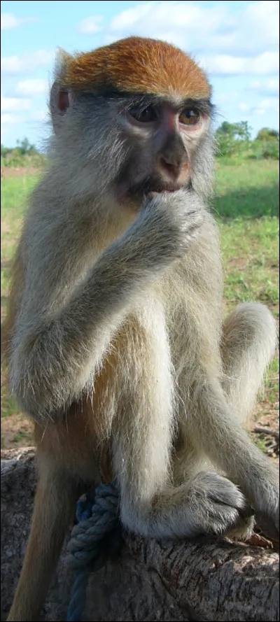 Quel est cet animal ?