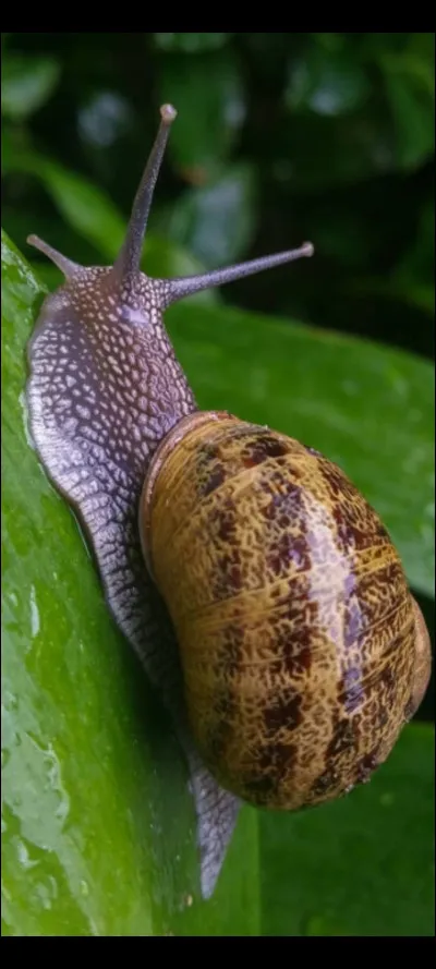 Et quel est cet animal ?