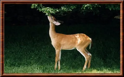 Qui est cette déesse qui aime les biches ?