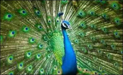 À qui est ce magnifique paon ?