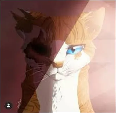 Qui est cette chatte ?