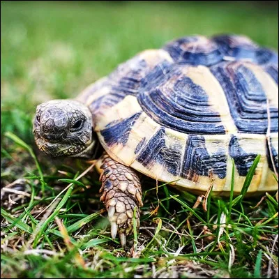 Quel est le nom de la plus grande esp&egrave;ce de tortue actuelle ?