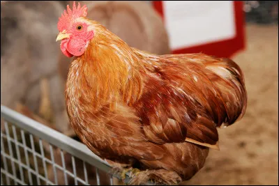 Que produit une poule ?