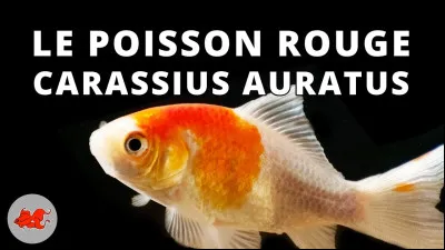 Un poisson vit :