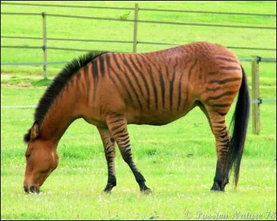 Quel est cet animal en Z, issu d'un croisement entre un zèbre et une jument ?