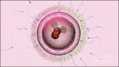 Quelle est cette cellule en Z, cellule initiale de tout être vivant issue de la fécondation d'une gamète femelle par une gamète mâle ?
