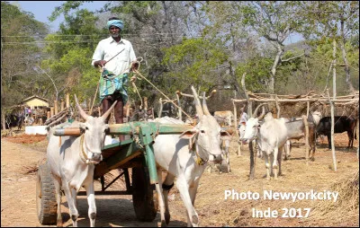 Quelle est cette race bovine en Z, originaire d'Inde, descendante de l'auroch, utilisée par les indiens pour le lait et sa force de travail ?
