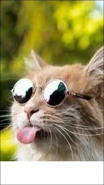 Quel animal préfèrerais-tu être ?