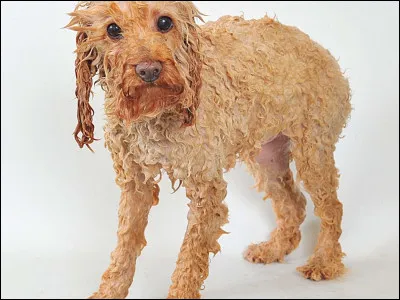 Les chiens miaulent :