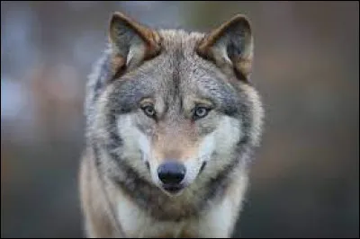 Quand on parle du loup, on en voit la...