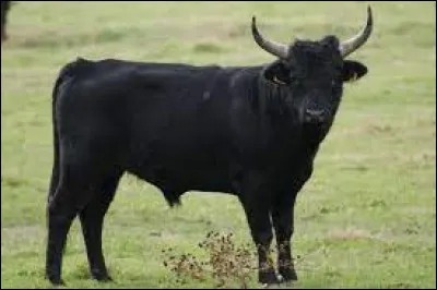 Il faut prendre le taureau par les...