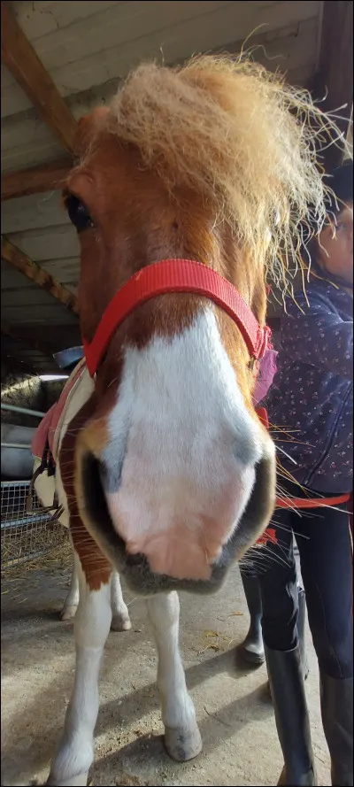 Quel est cet animal ?