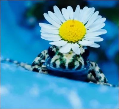 Quel est cet animal ?