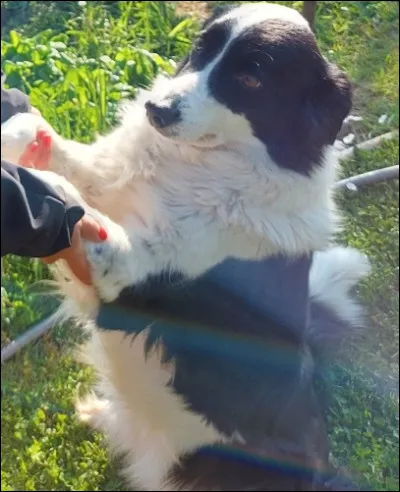 Quel est cet animal ?