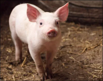 Quel est cet animal ?