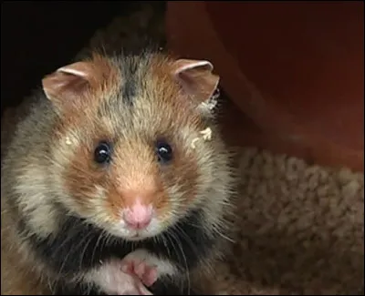 Quel est cet animal ?