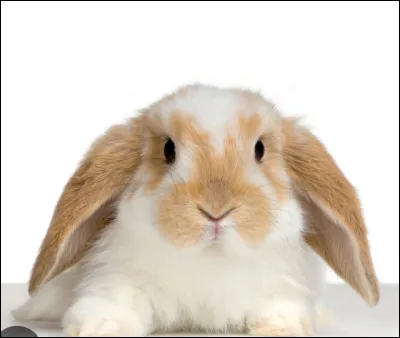 Quel est cet animal ?