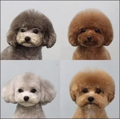 Quel animal préfères-tu ?