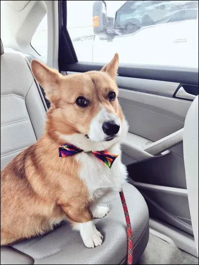 Tu dois garder Cheddar, le chien de Holt, pour une journée. Quelle est lerreur à éviter ?