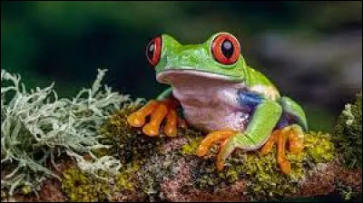 Quel cri fait la grenouille ?