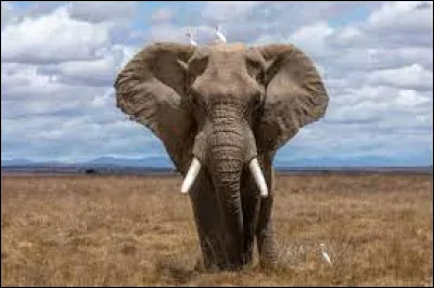 L'éléphant émet un son que l'on appelle le...