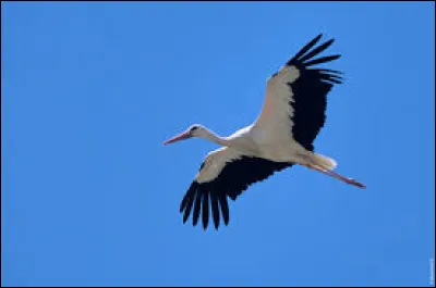 La cigogne n'émet pas de cris ni de chants par contre, elle fait claquer son bec. On dit qu'elle...