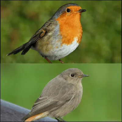 Quel philosophe grec pensait à son époque que le rouge-gorge était une métamorphose hivernale du rouge-queue ?