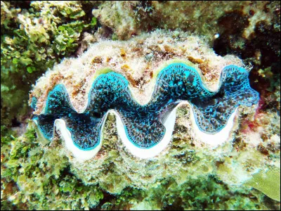 Quel est ce mollusque en B, un des plus gros coquillage au monde mesurant 1m50 et pesant 250 kg ?