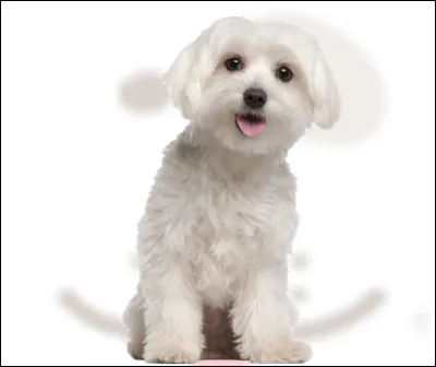 Quelle est cette race de chien en B, un animal de petite taille au poil blanc, intelligent, docile et affectueux, originaire d'Italie ?