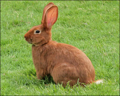 Quelle est la couleur de cet animal ?