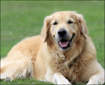 Quelle est la couleur de cet animal ?