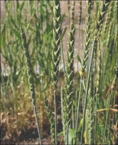 En vieux roman, quel mot utilisait-on pour endroit méprisable, lieu de débauche ?