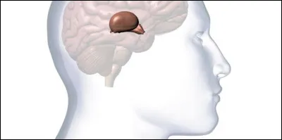 Bomarin était le surnom d'un animal. Lequel ?