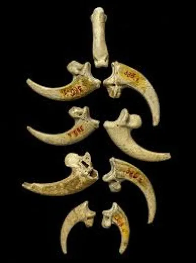 Les Néandertaliens avaient un certain sens artistique. Ils réalisaient des ornements, tels que des colliers et des pendentifs, en utilisant des coquillages, des os et des dents d'animaux. En quelle matière animale était confectionné le plus vieux bijou de l'humanité retrouvé sur un site Néandertalien, dont la fabrication remonte à 130 000 ans ?