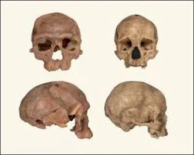 Quel est le nom du plus vieux représentant de l'espèce Homo sapiens connu à ce jour, dont les ossements fossiles découverts au Maroc en 2007 sont datés de 300 000 ans ?