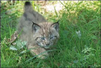 En France, c'est dans le Jura que l'on a le plus de chance de l'apercevoir !