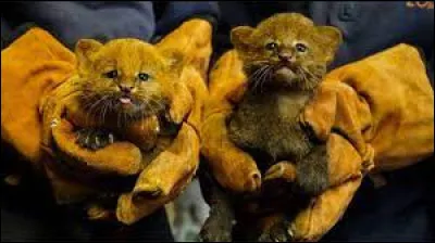 C'est dans des forêts d'Amérique latine qu'ils chasseront plus tard !