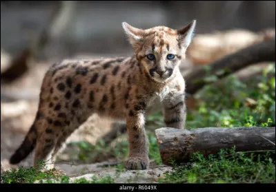Beaucoup plus tacheté que le précédent, plus tard il chassera aussi bien le singe que l'alpaga !