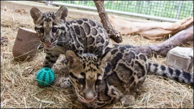 Plus tard, ces bébés chasseront dans les jungles d'Asie !