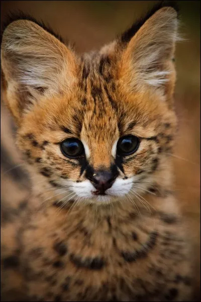 Lui aussi, dans les savanes africaines, deviendra un spécialiste du saut en hauteur !